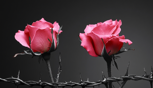 "Two vibrant pink roses bloom amidst a tangle of dark, sharp thorns against a muted gray background, symbolizing the contrast between beauty and pain. The image evokes the question, 'Does Grief Ever Go Away?' as the roses represent resilience and hope emerging even through hardship, while the thorns signify the enduring presence of grief and struggle. This visual metaphor reflects the journey of coping with grief, where moments of beauty and growth coexist with the ever-present reminders of loss."